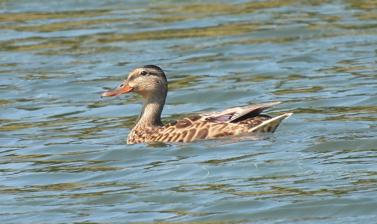 Canard colvert - ML639794542