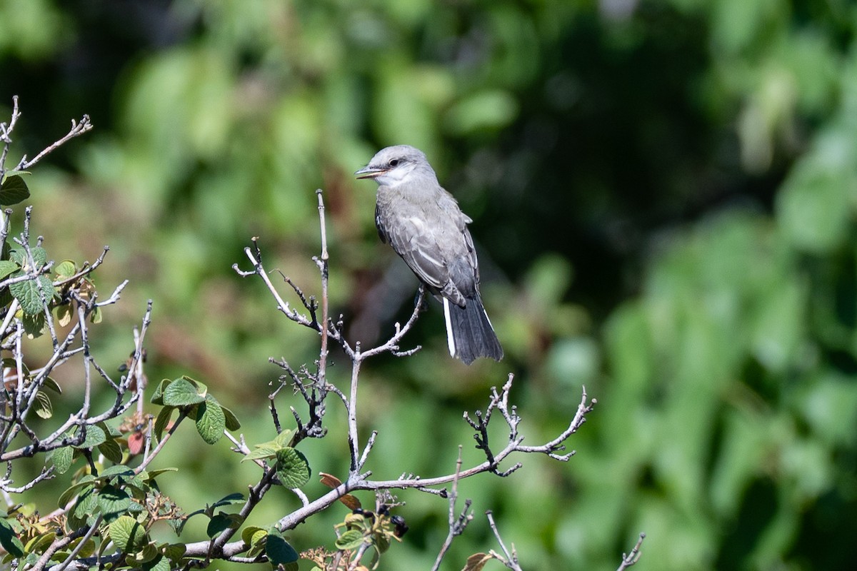 Western Kingbird - ML639794546