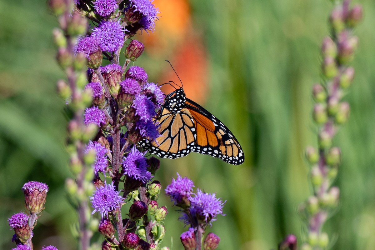 Monarch - ML639794573