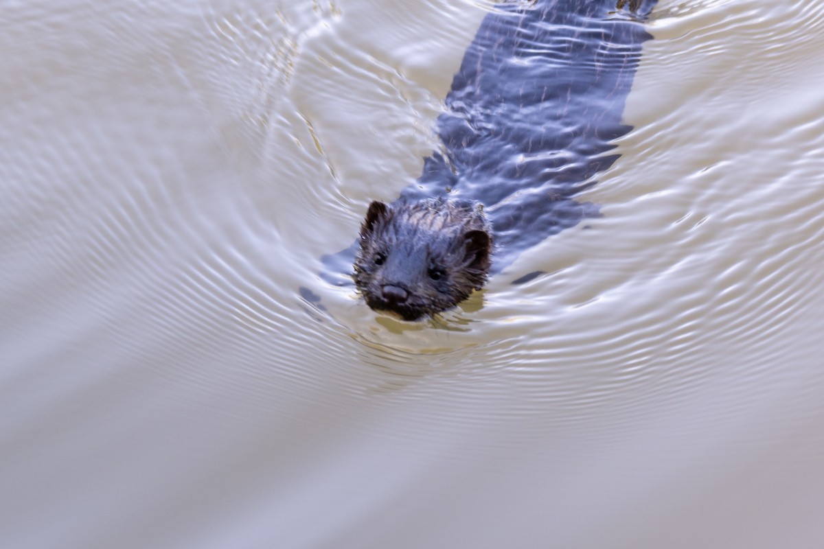 American Mink - ML639794574