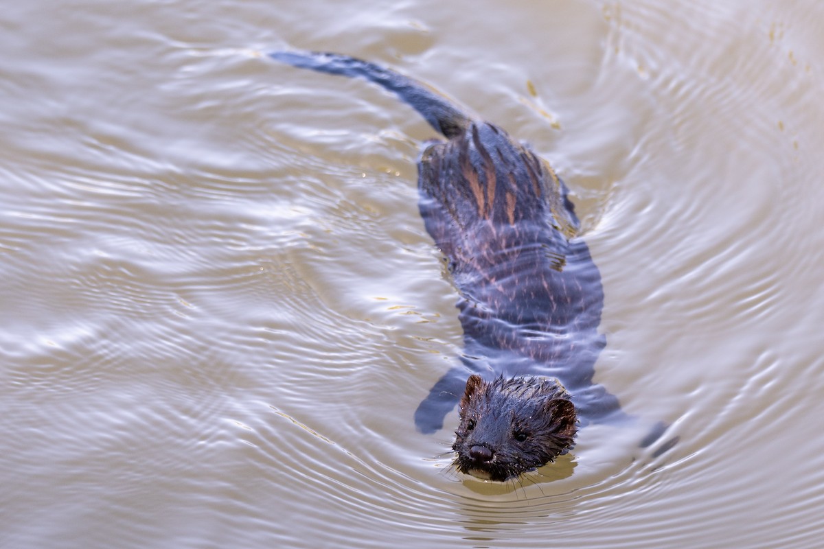 American Mink - ML639794575