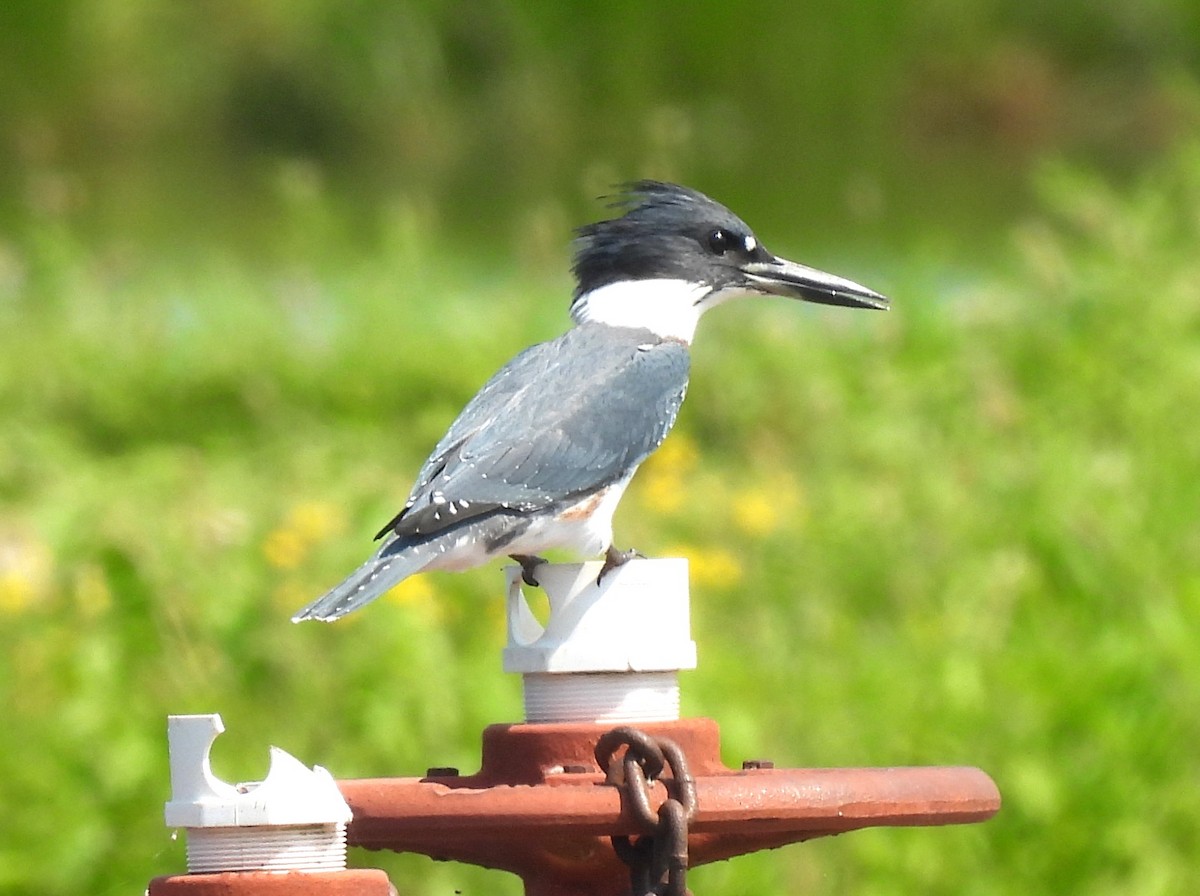 Martin-pêcheur d'Amérique - ML639794586