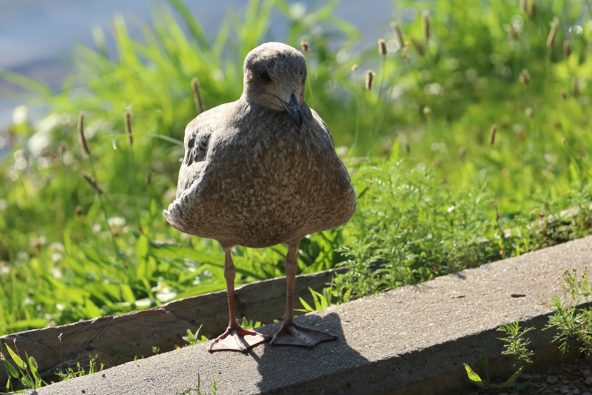 Ring-billed Gull - ML639794607