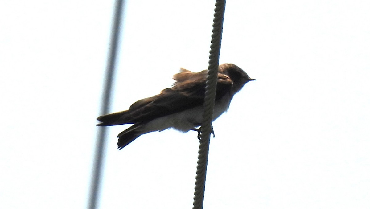 Hirondelle à ailes hérissées - ML639794608