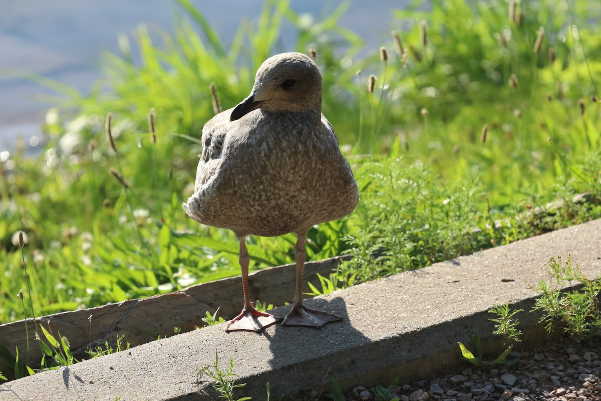 Ring-billed Gull - ML639794609