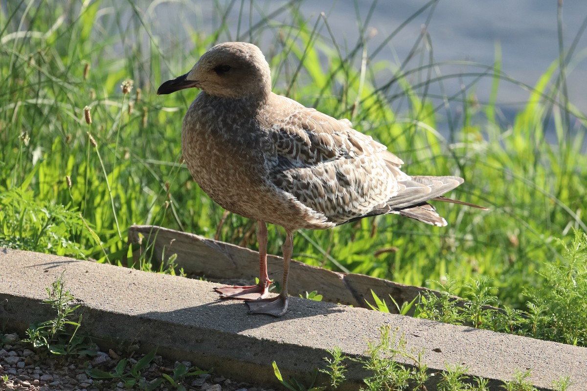 Ring-billed Gull - ML639794610