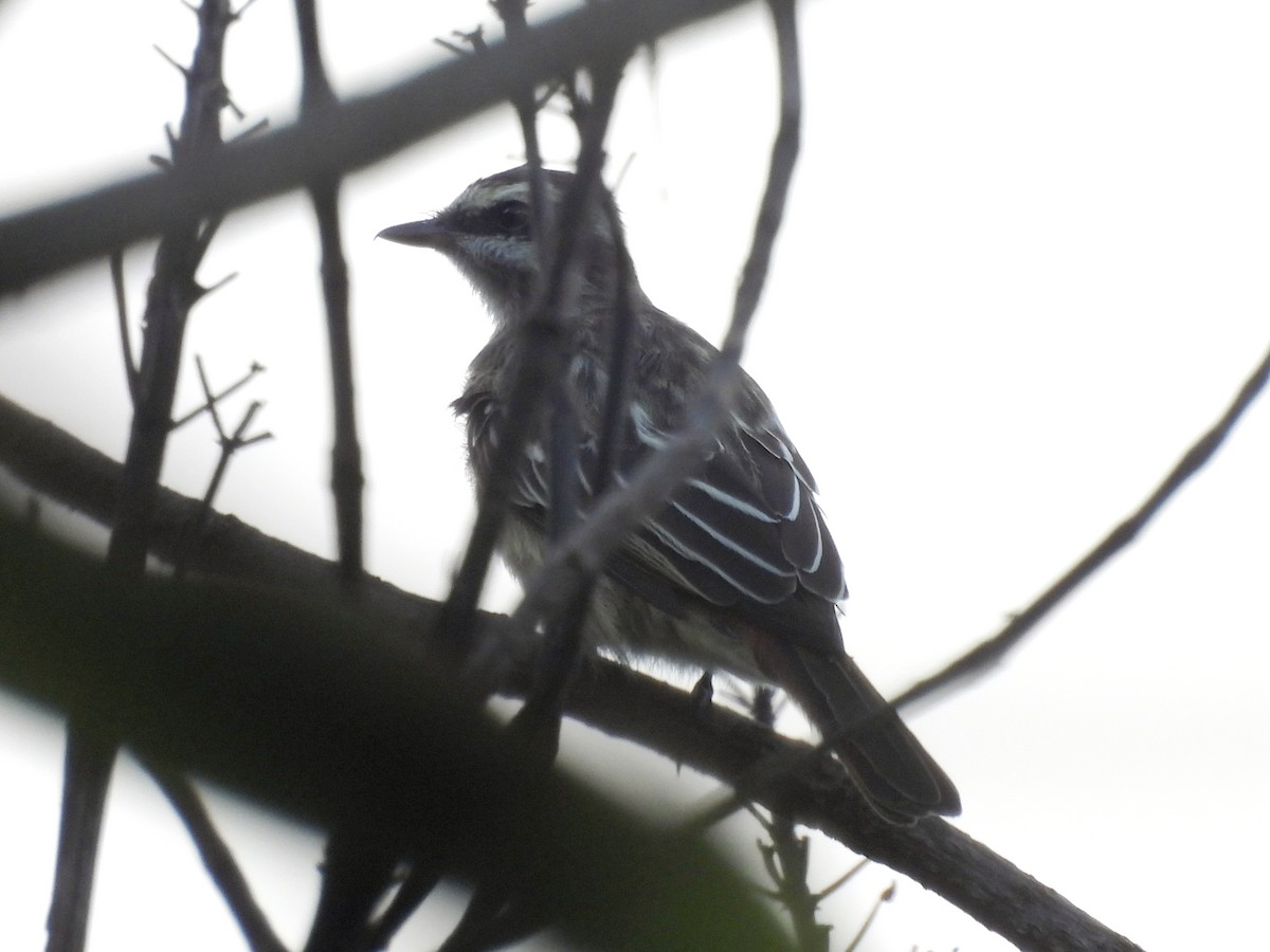 Variegated Flycatcher - ML639794671