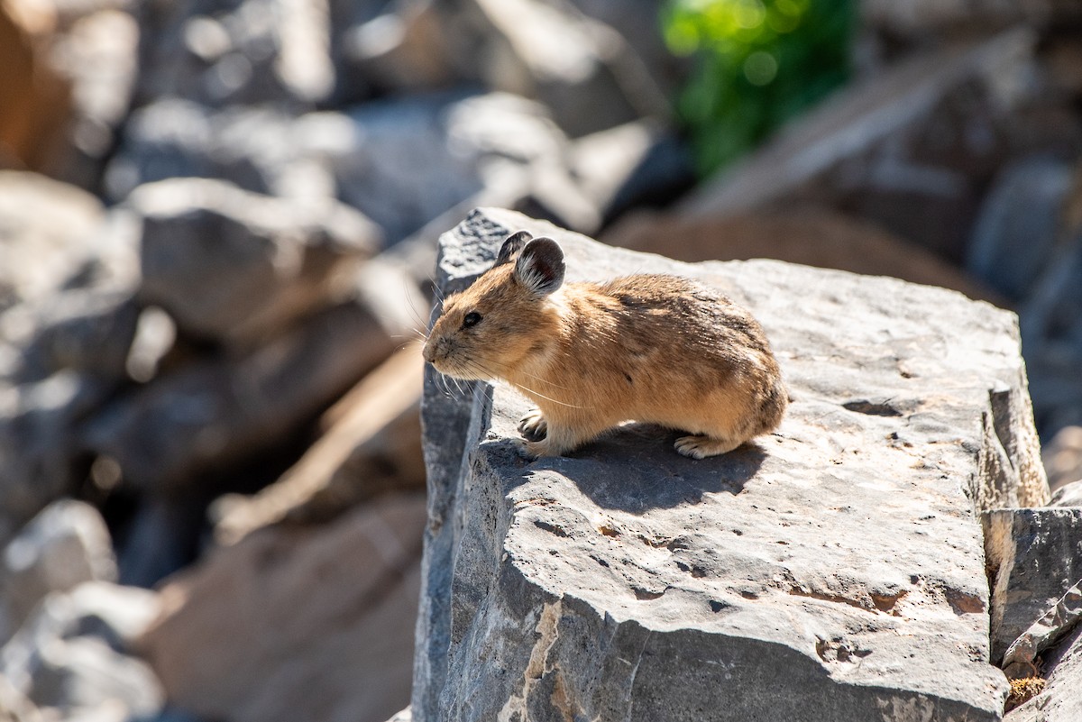 American Pika - ML639794686
