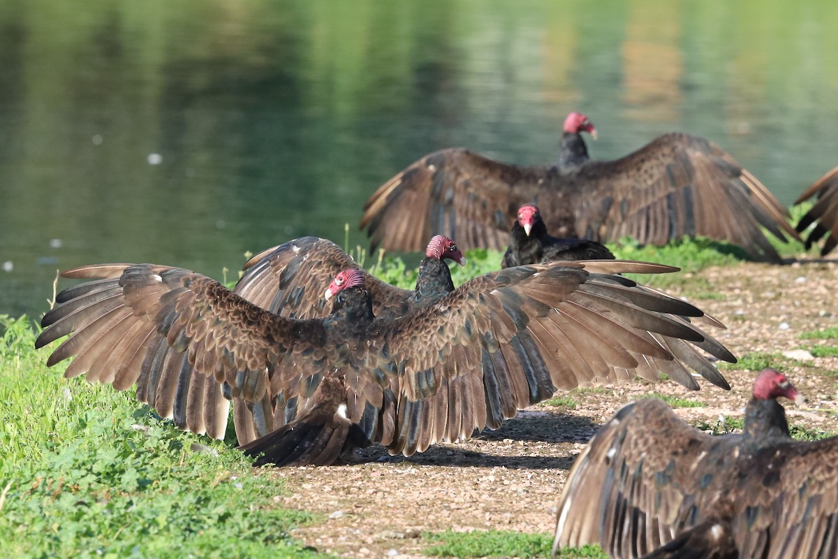 Turkey Vulture - ML639794692