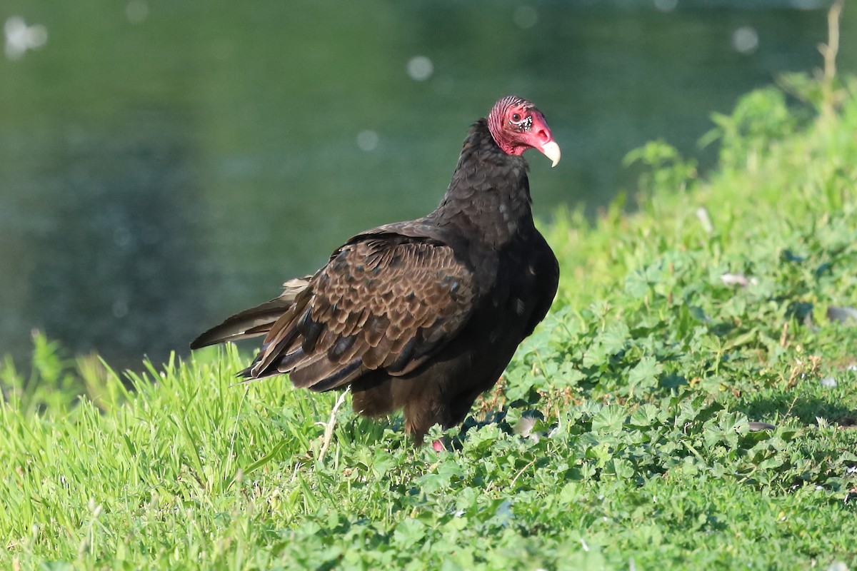 Turkey Vulture - ML639794697
