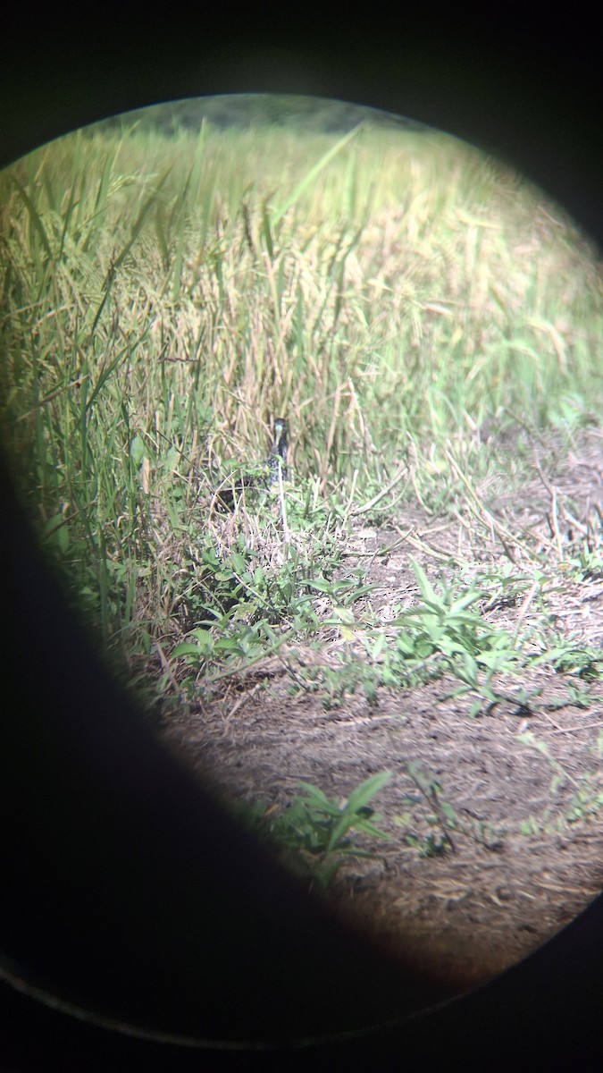 Spotted Rail - ML639794705