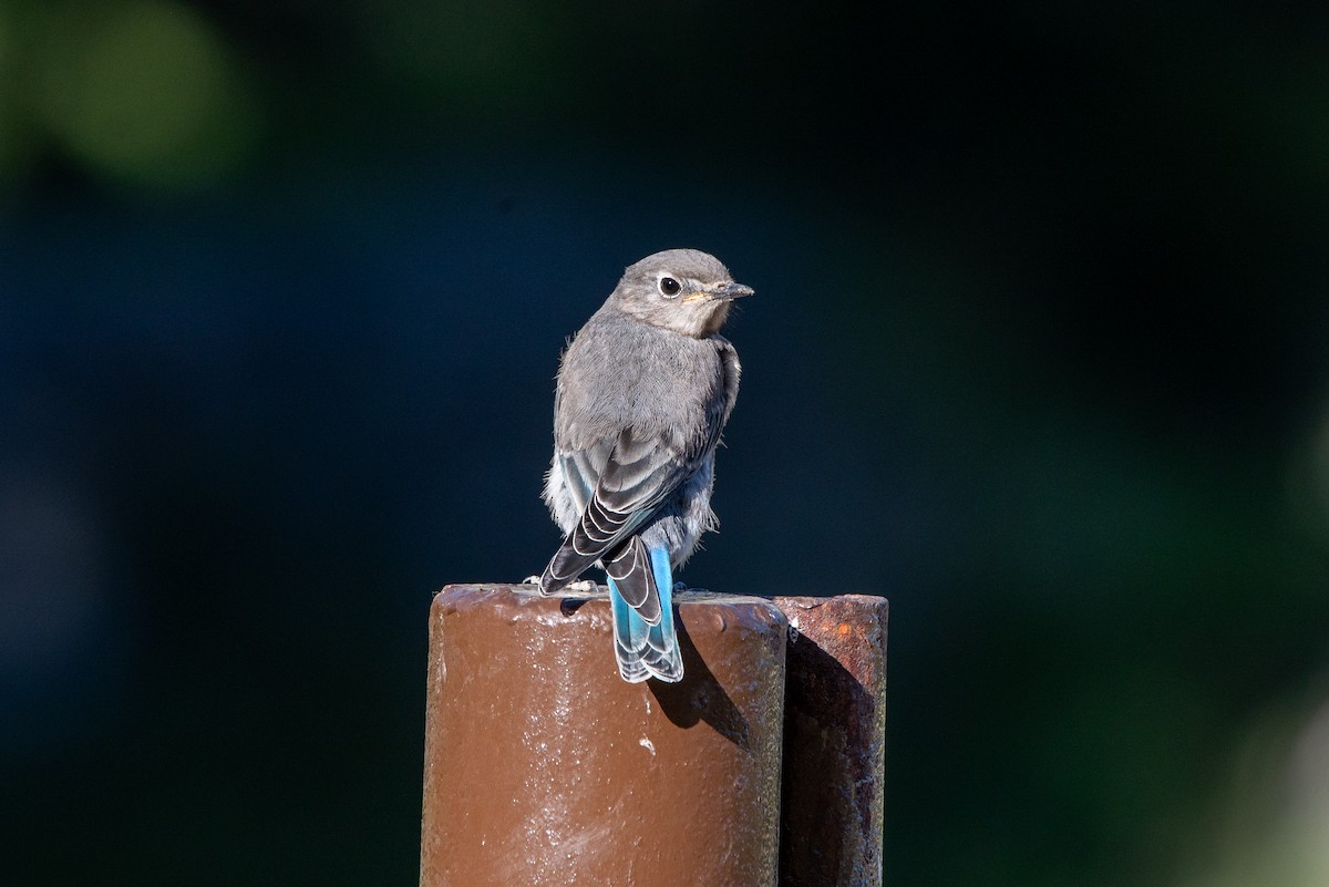 Mountain Bluebird - ML639794711