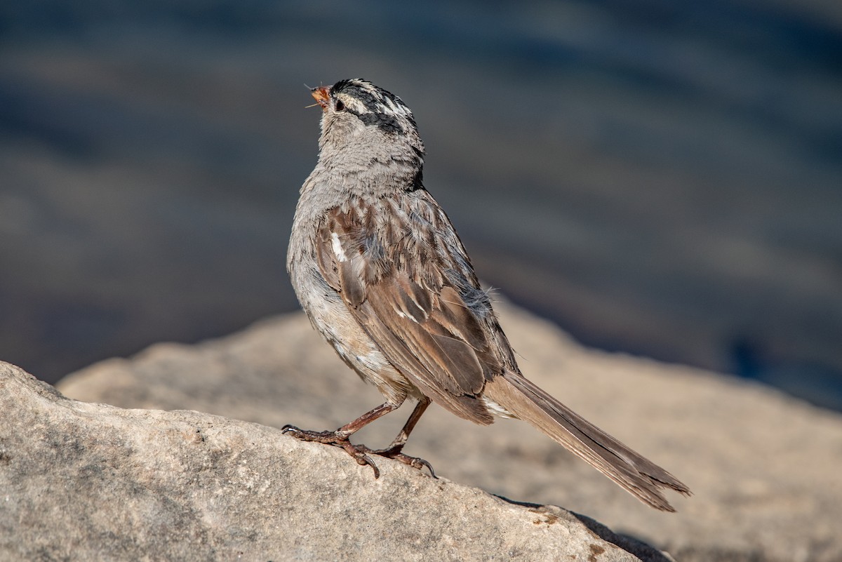 White-crowned Sparrow - ML639794724
