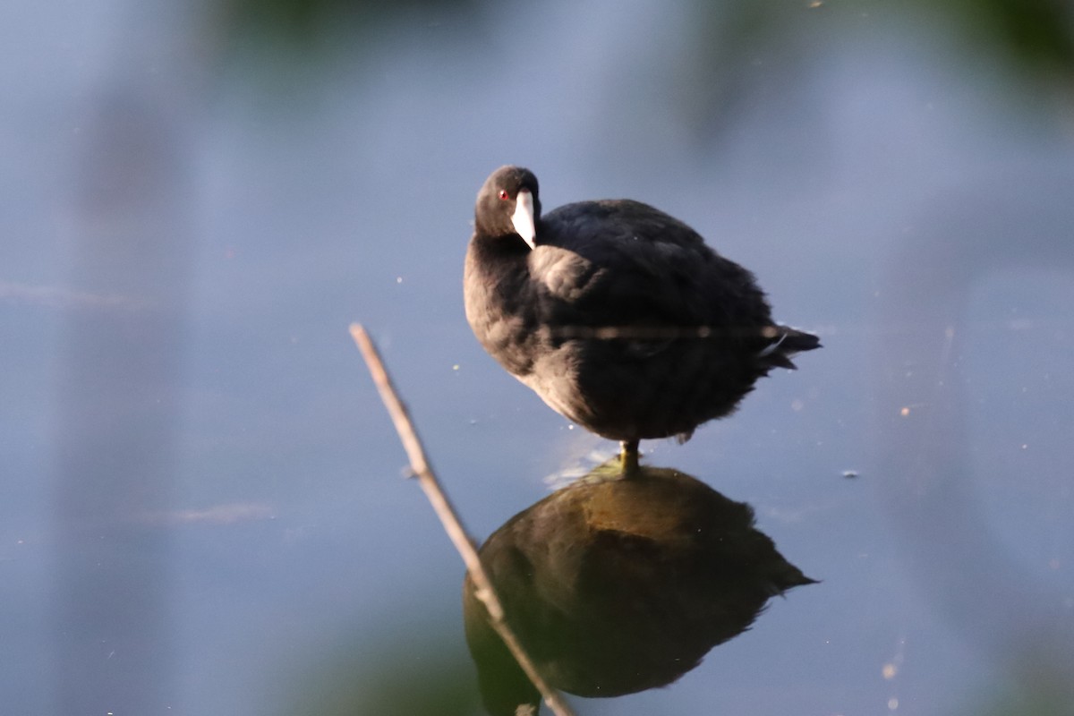 American Coot - ML639794762