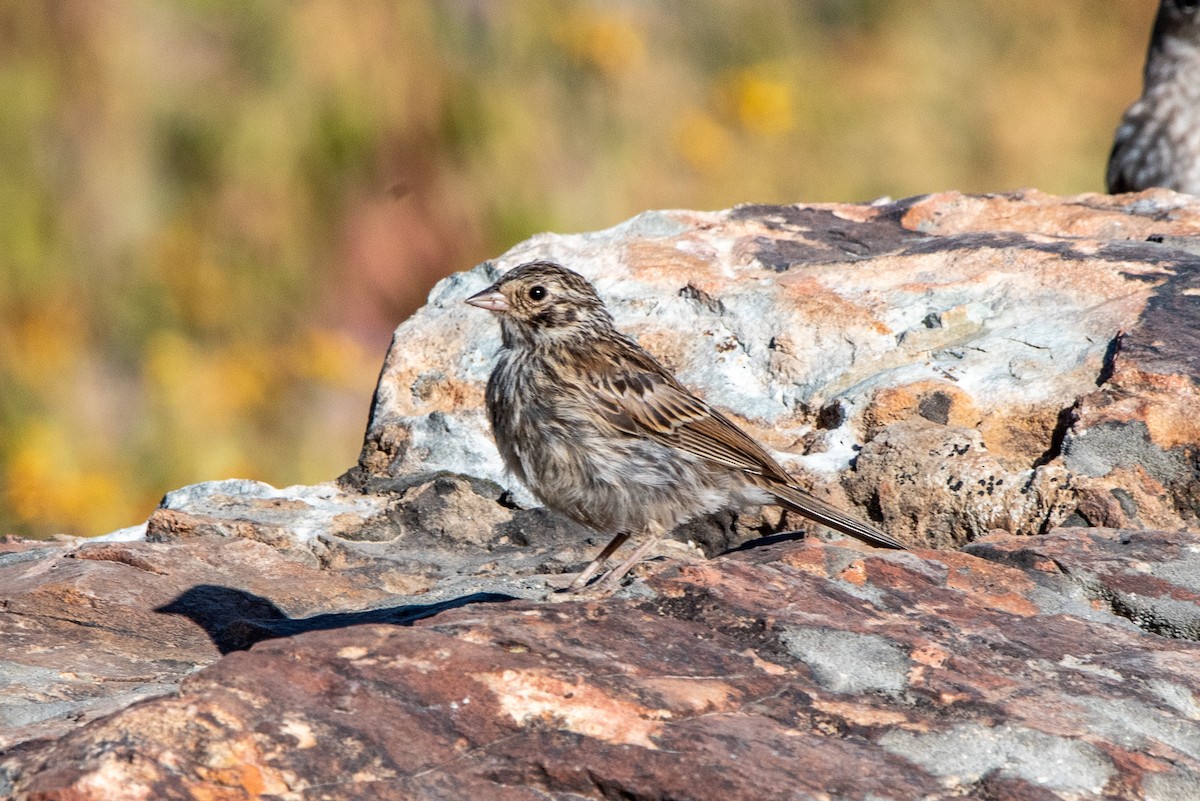 Vesper Sparrow - ML639794768
