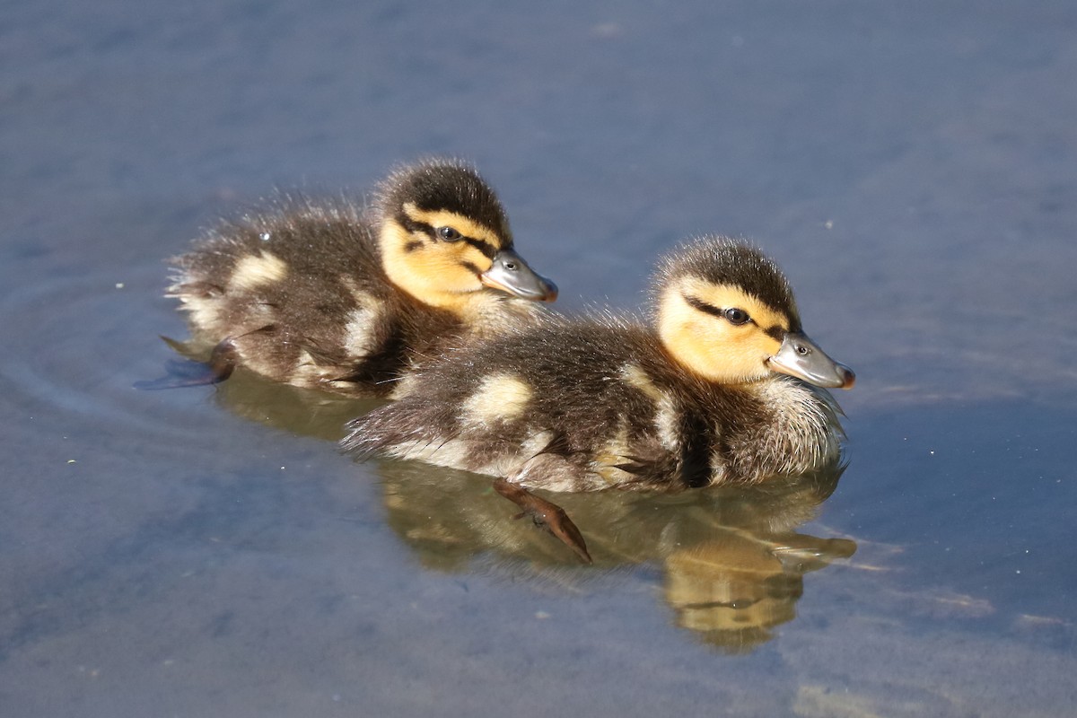 Mallard - ML639794772