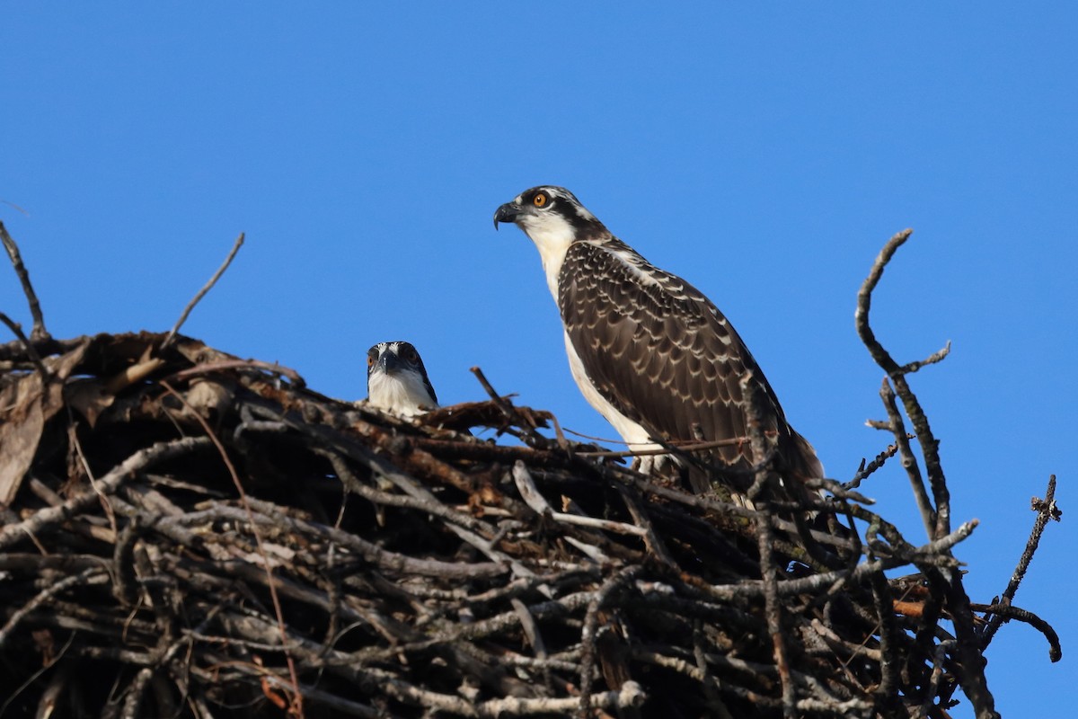 Osprey - ML639794835