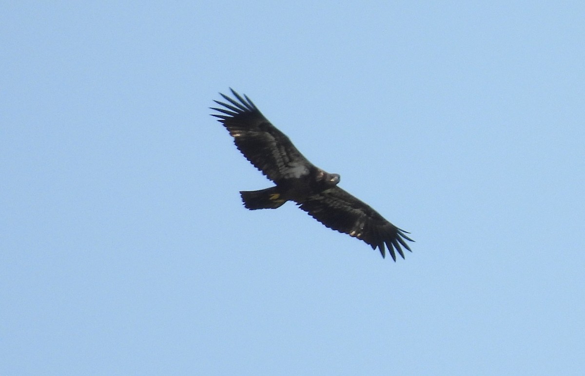 Bald Eagle - ML639794904