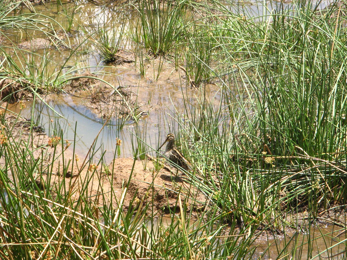 African Snipe - ML639795022