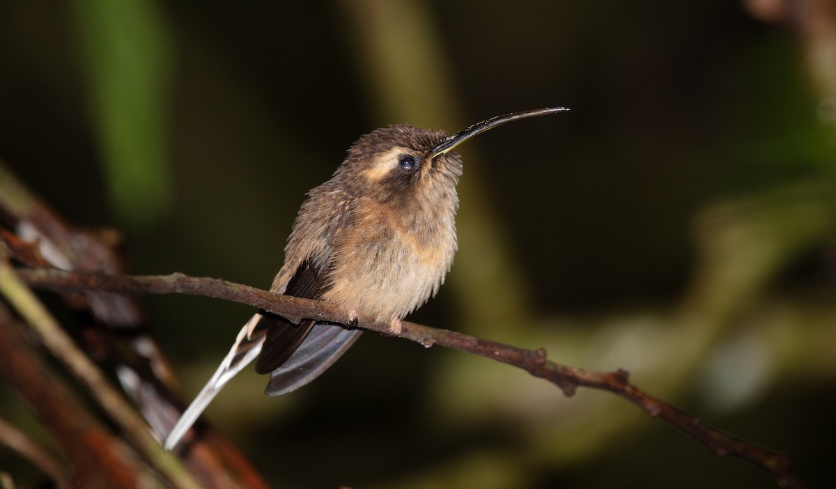 Dusky-throated Hermit - ML639795026