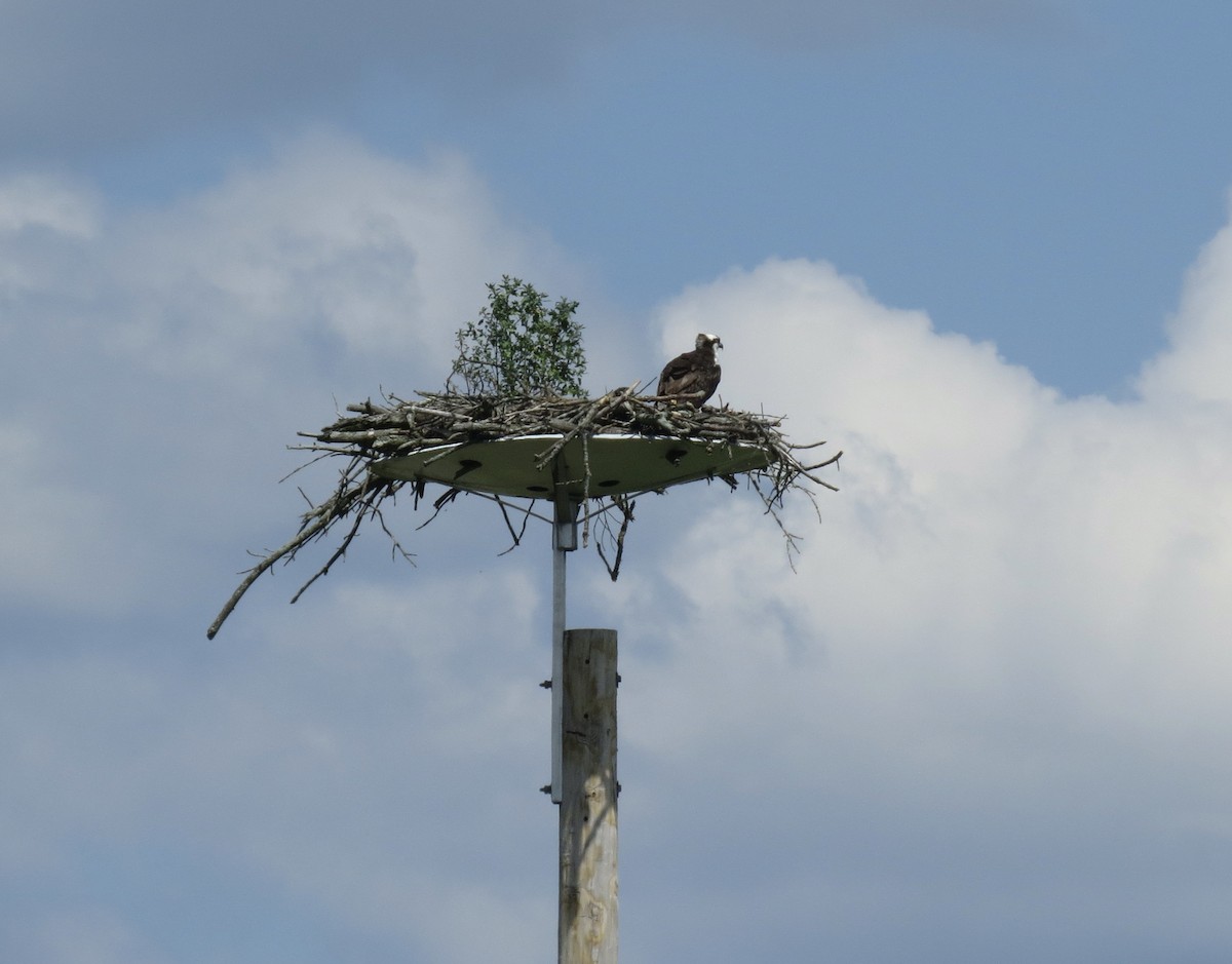 Osprey - ML639795037