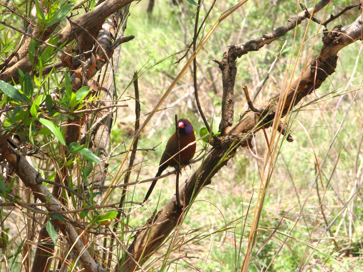 Violet-eared Waxbill - ML639795049