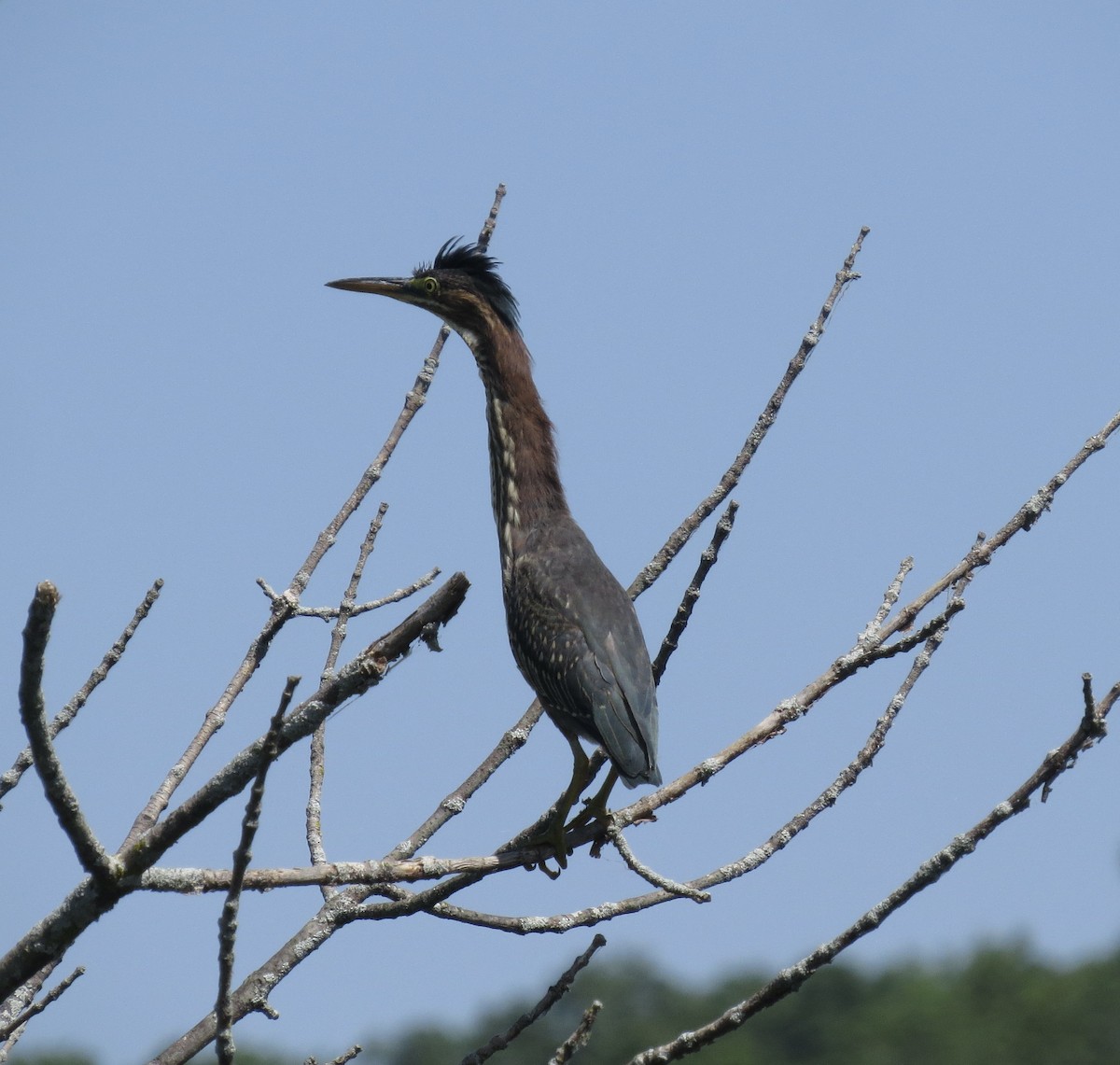 Green Heron - ML639795059