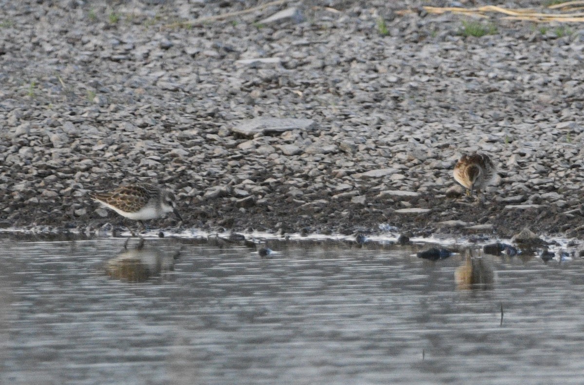 Semipalmated Sandpiper - Peter Olsoy