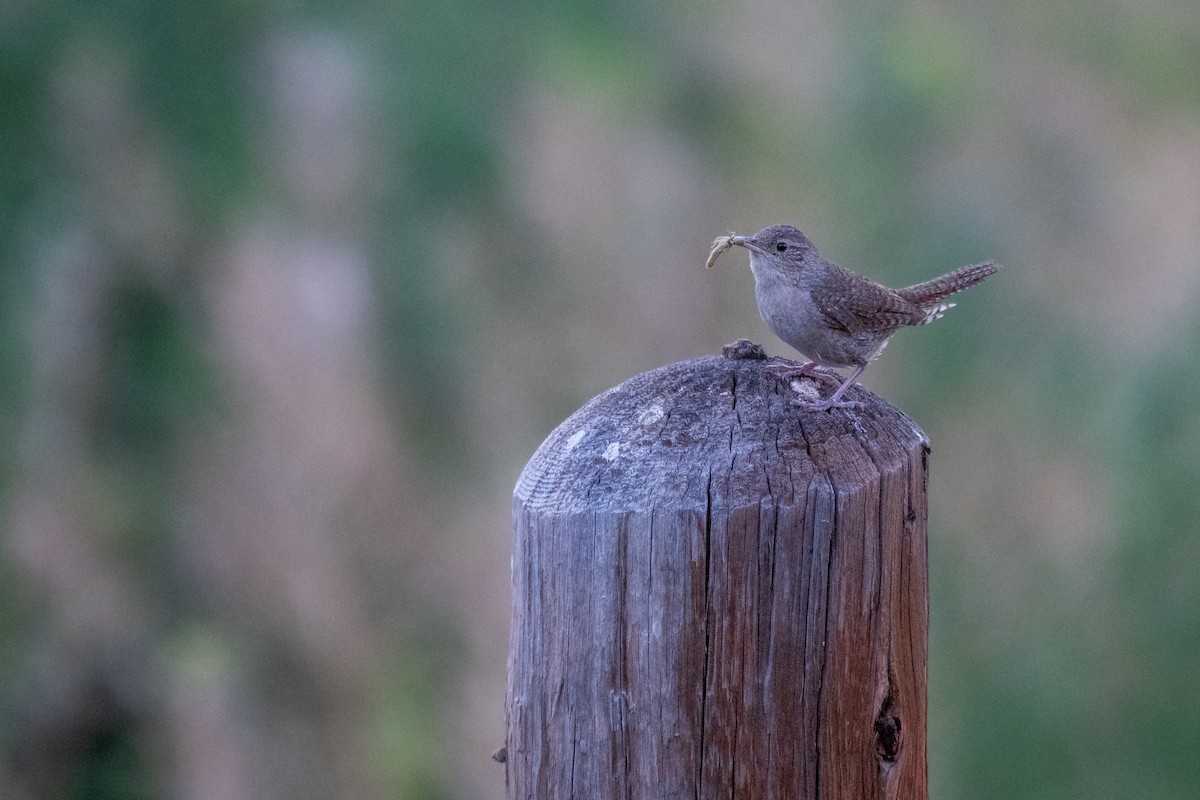 Northern House Wren - ML639795131
