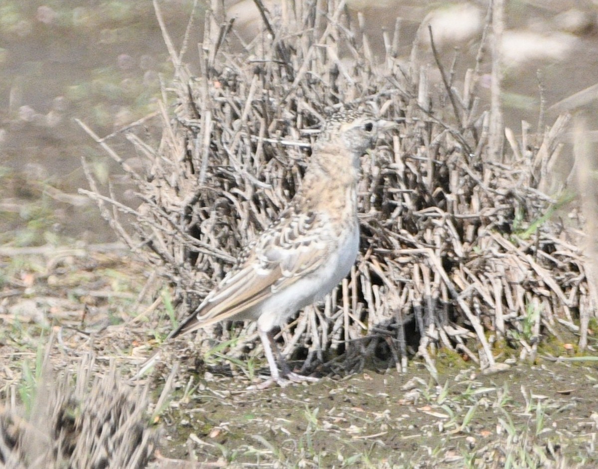 Horned Lark - ML639795184