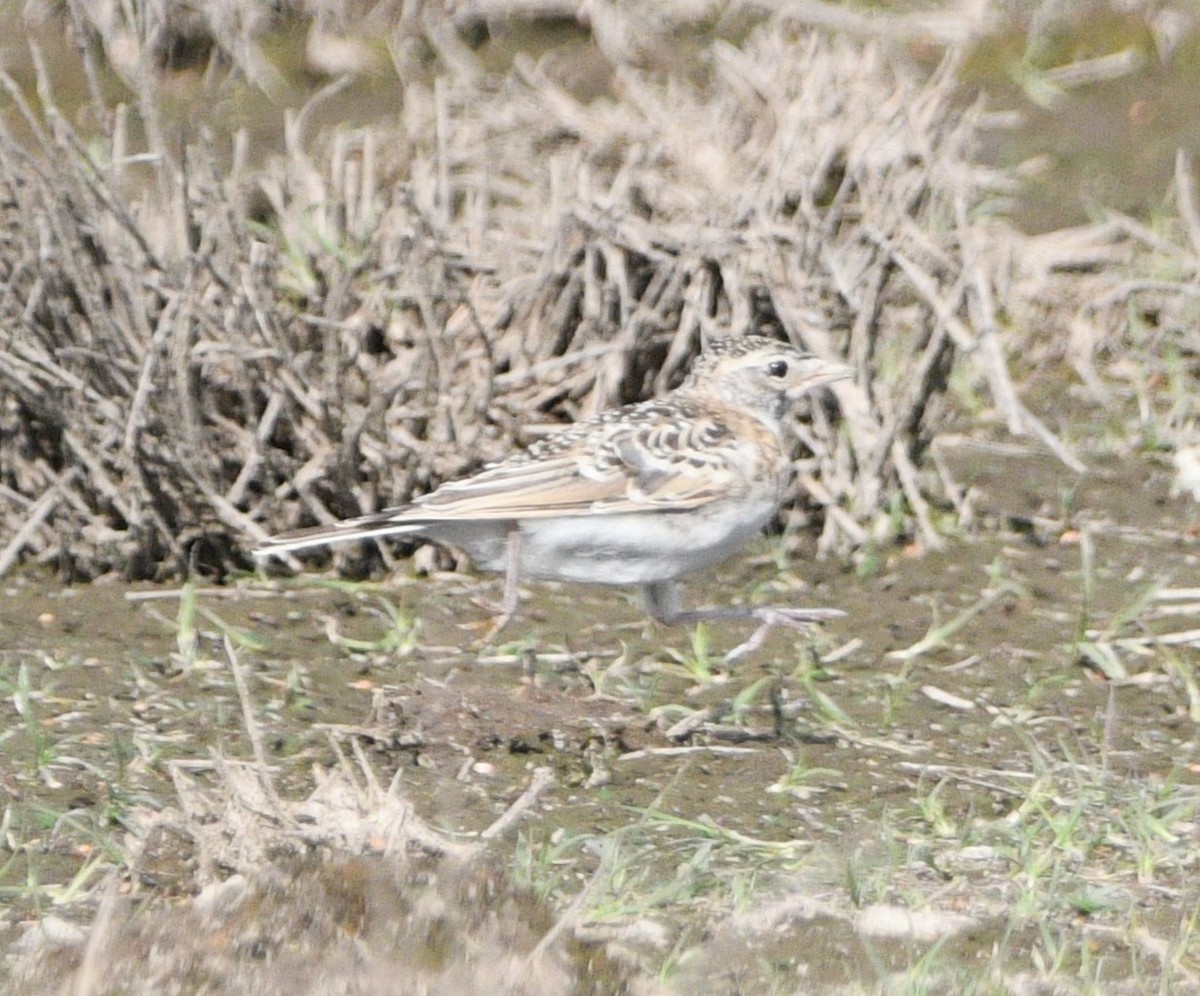 Horned Lark - ML639795185