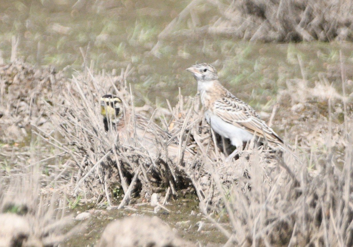 Horned Lark - ML639795187