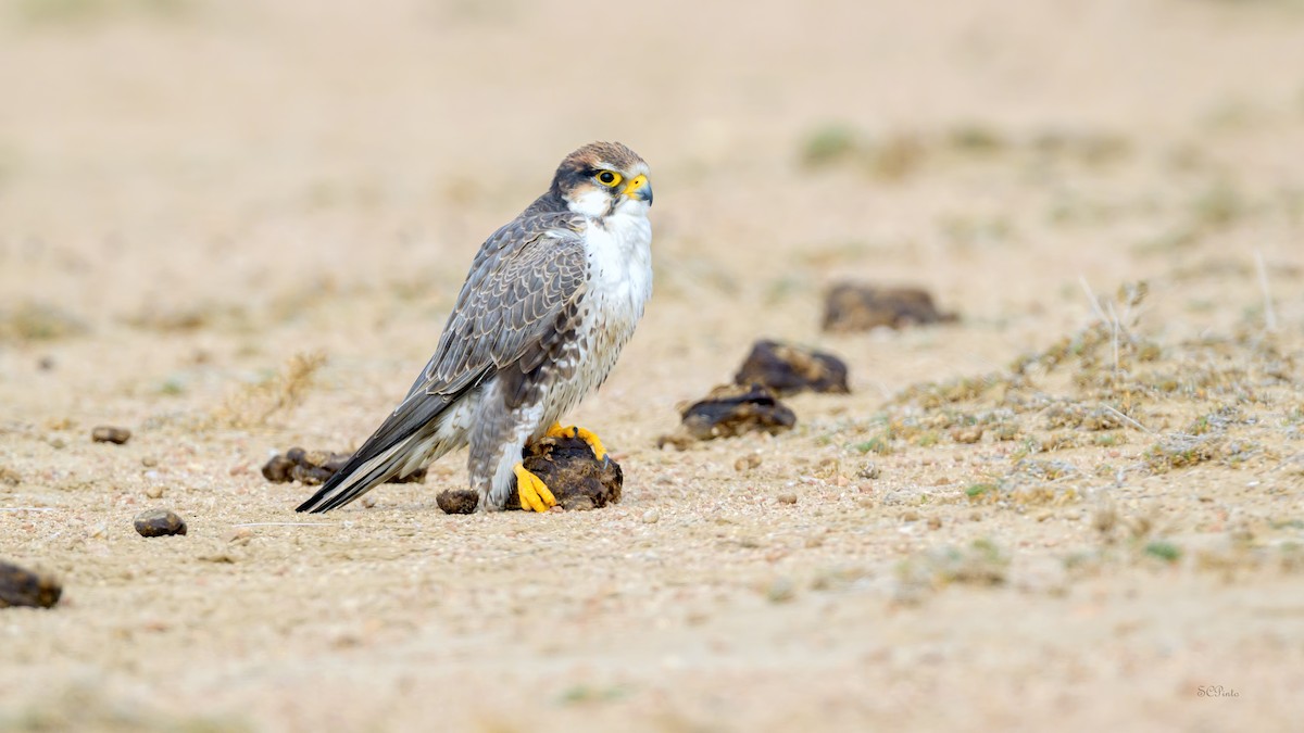 Laggar Falcon - ML639795193
