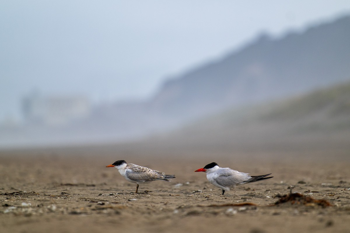 Caspian Tern - ML639795203