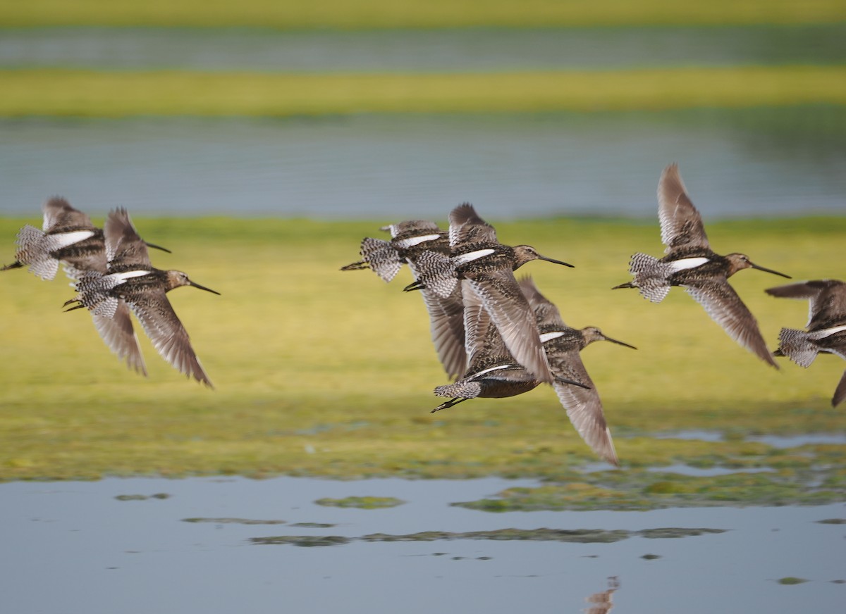 Хараалжин цууцил - ML639795267
