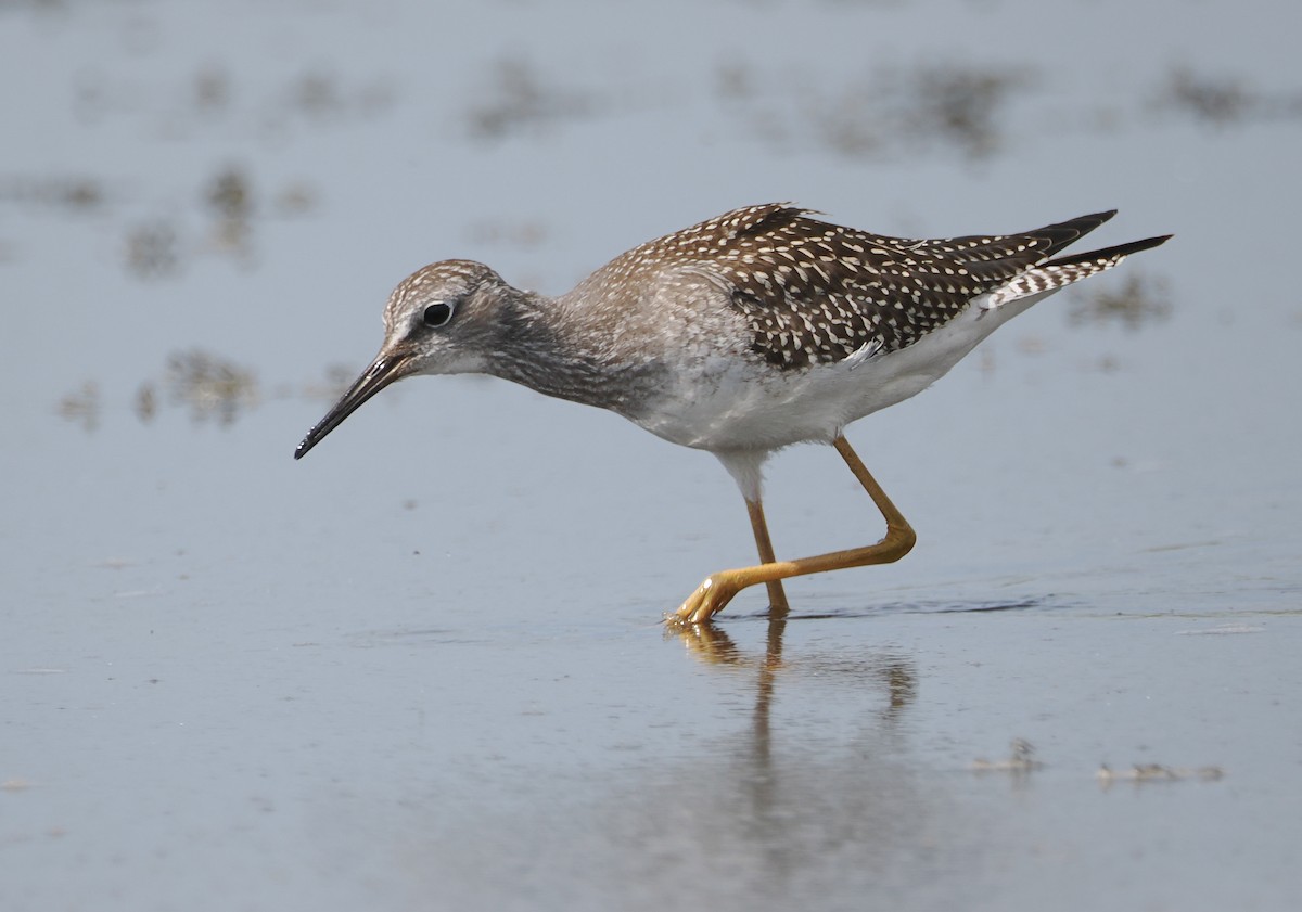 gulbeinsnipe - ML639795287