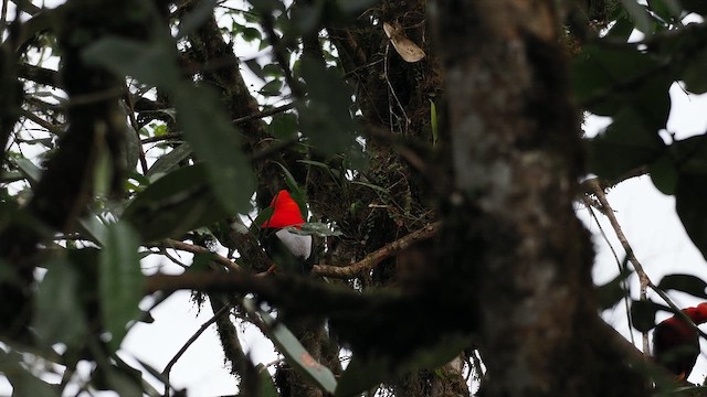 Andean Cock-of-the-rock - ML639795365