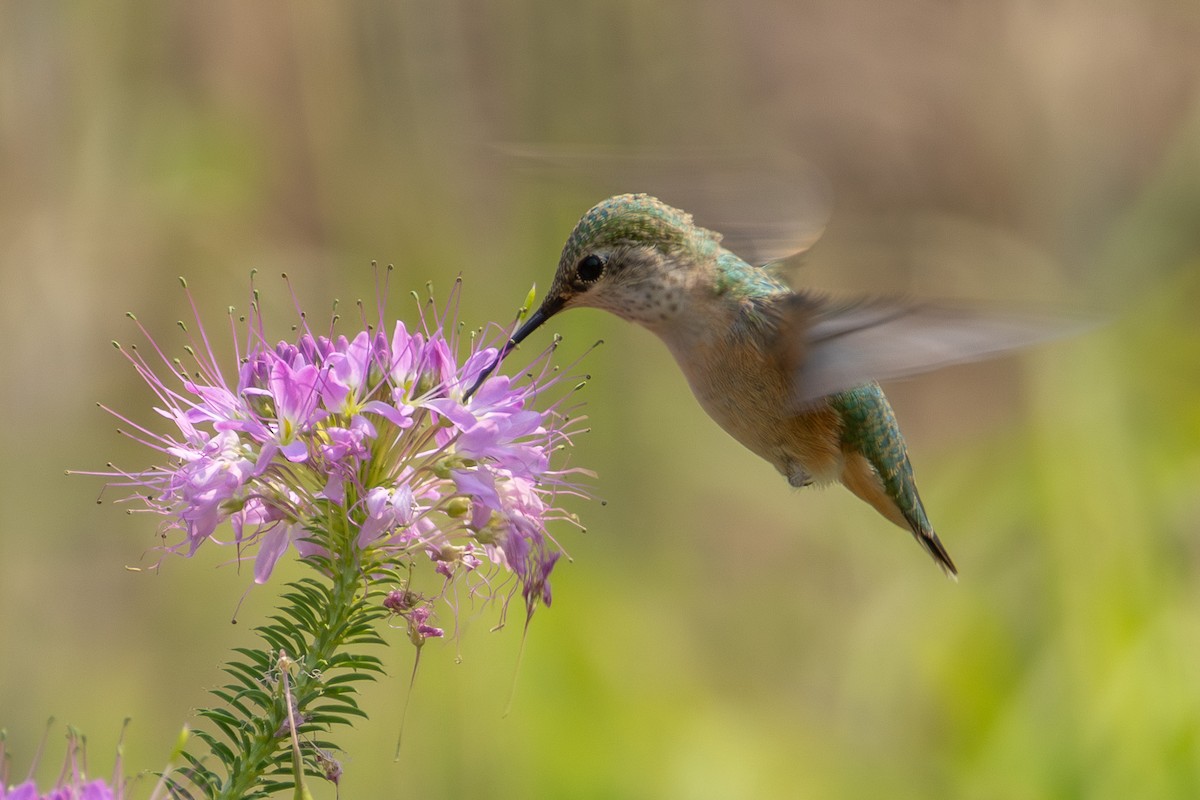 Calliope Hummingbird