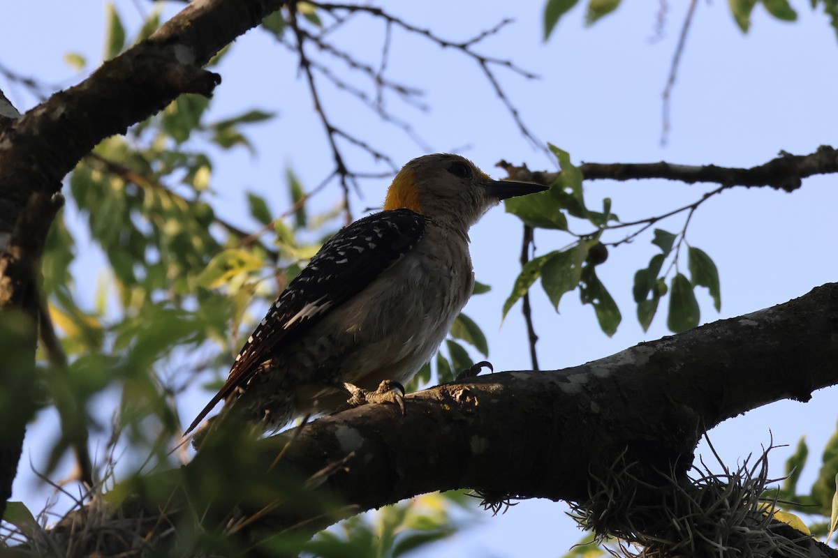Golden-fronted Woodpecker - ML639795396