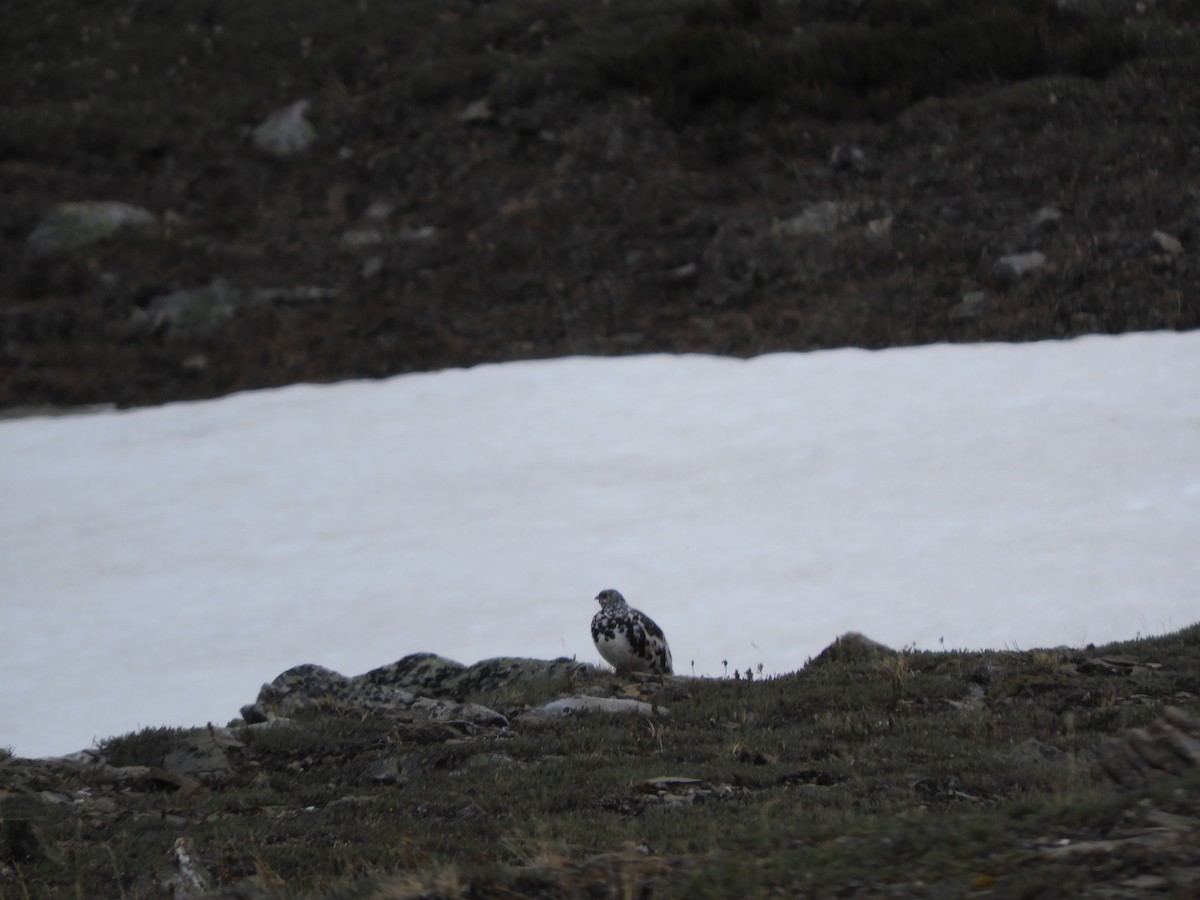 White-tailed Ptarmigan - ML639795434