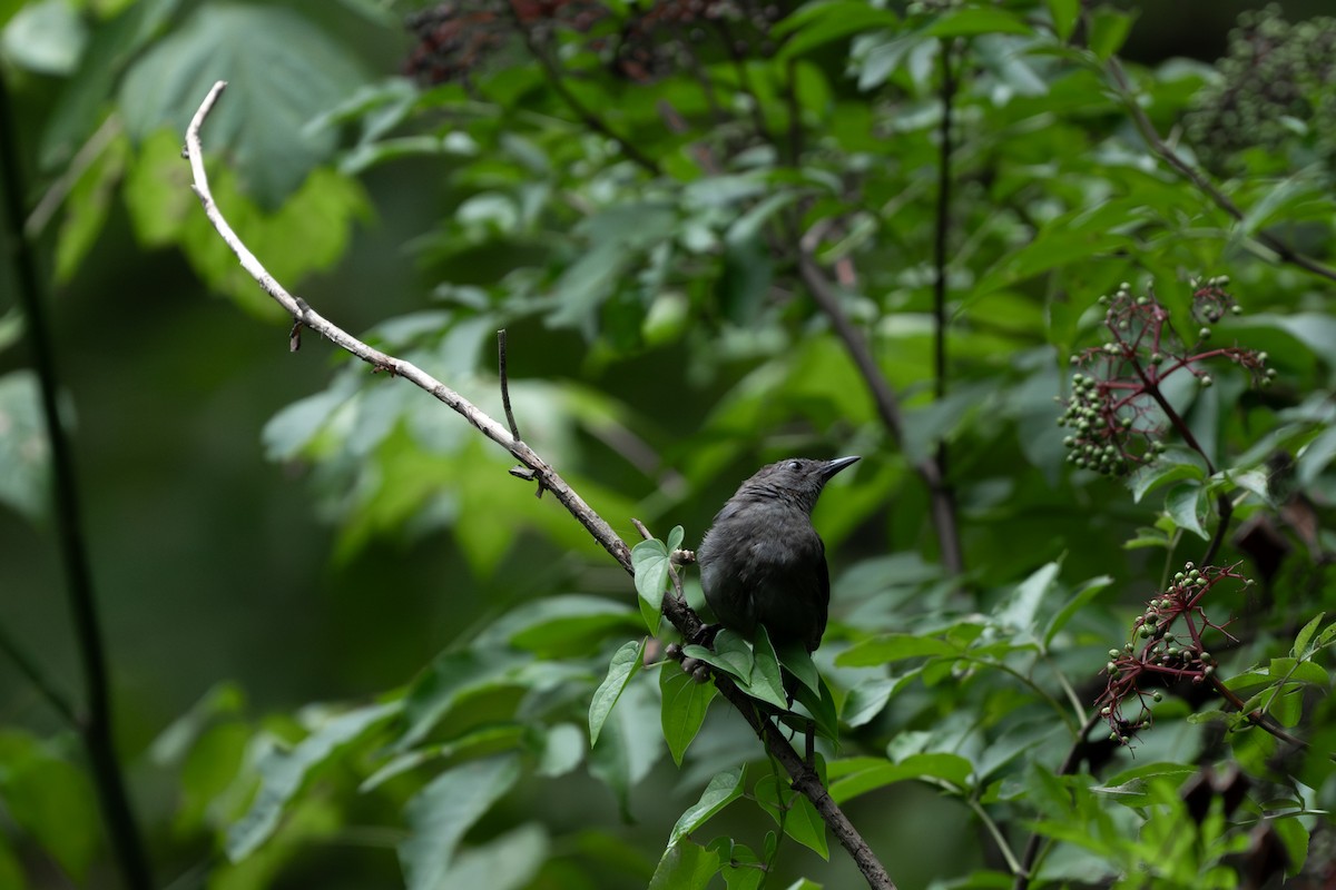 Gray Catbird - ML639795460