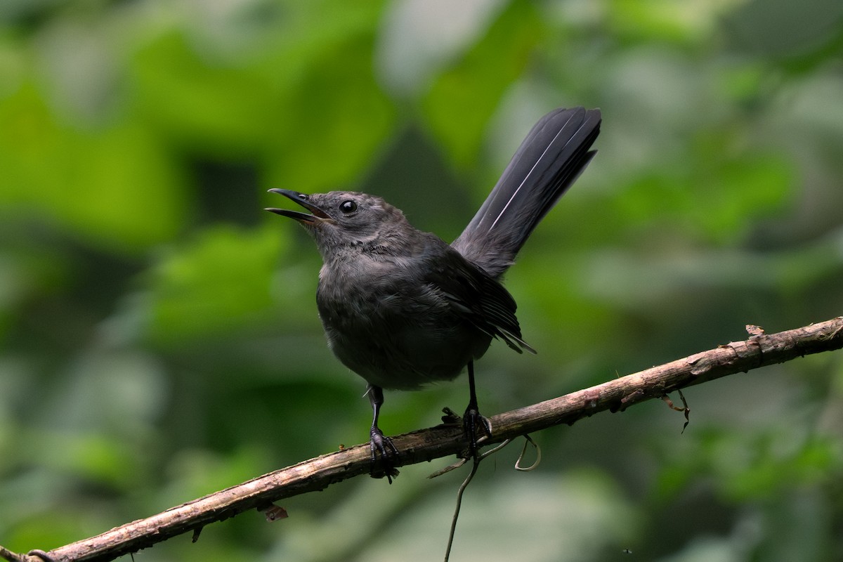 Gray Catbird - ML639795461