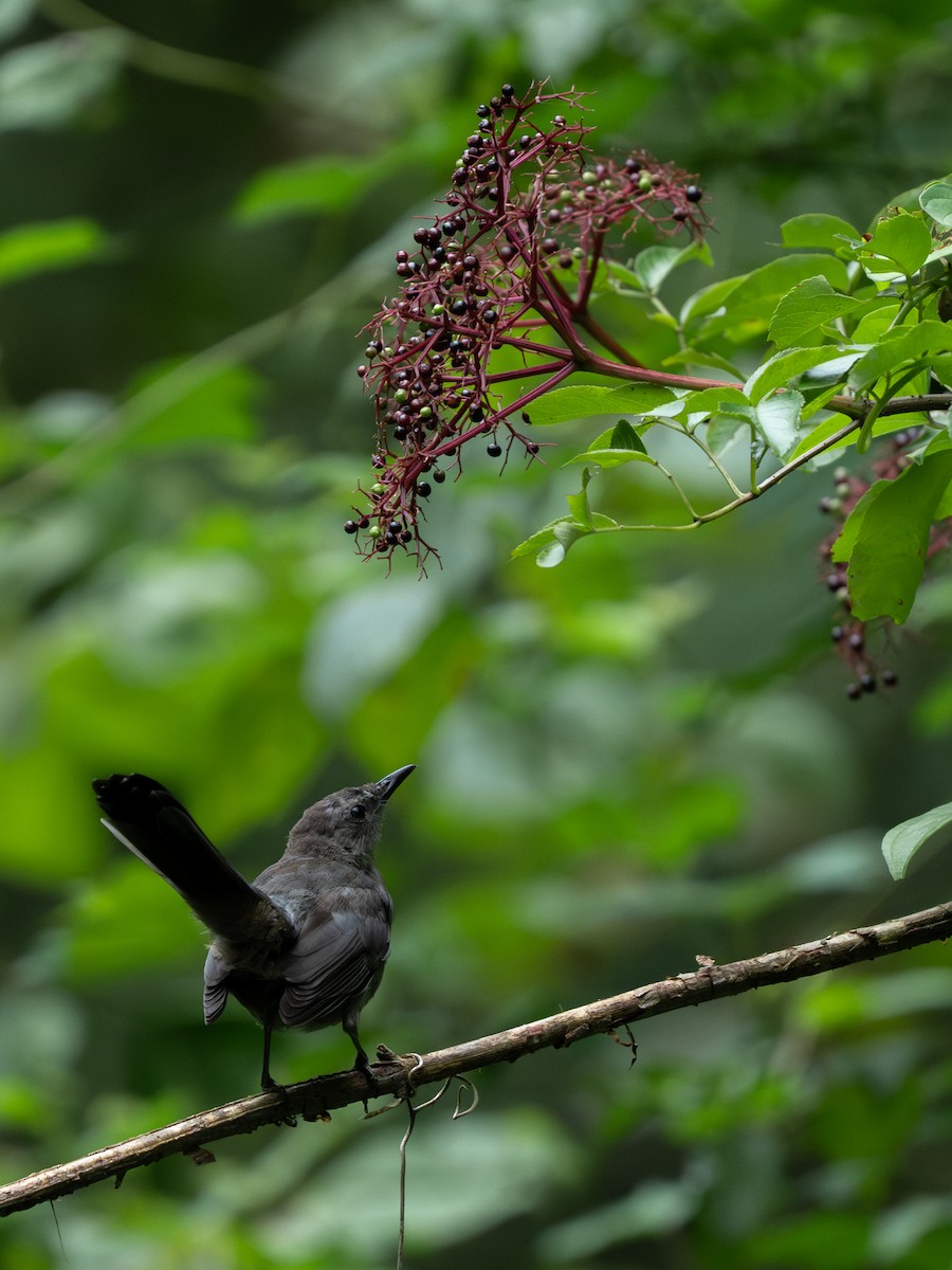 Gray Catbird - ML639795462