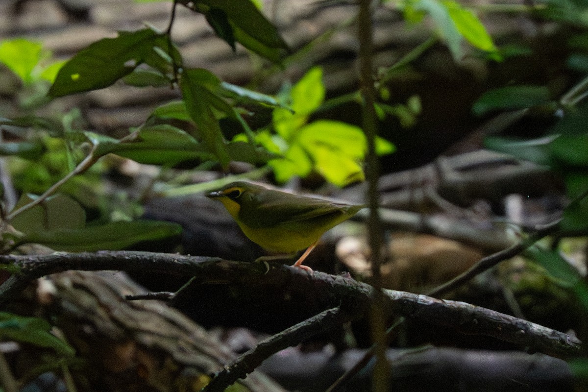 Kentucky Warbler - ML639795464