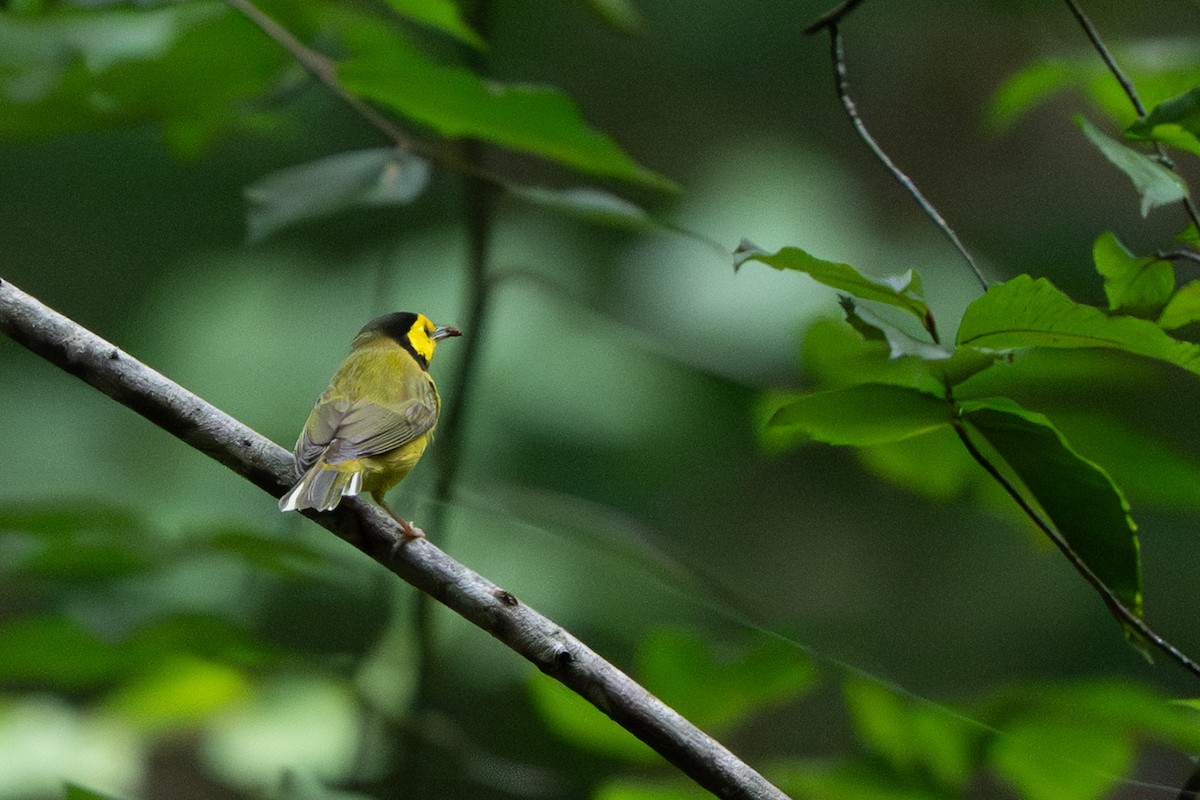Hooded Warbler - ML639795473