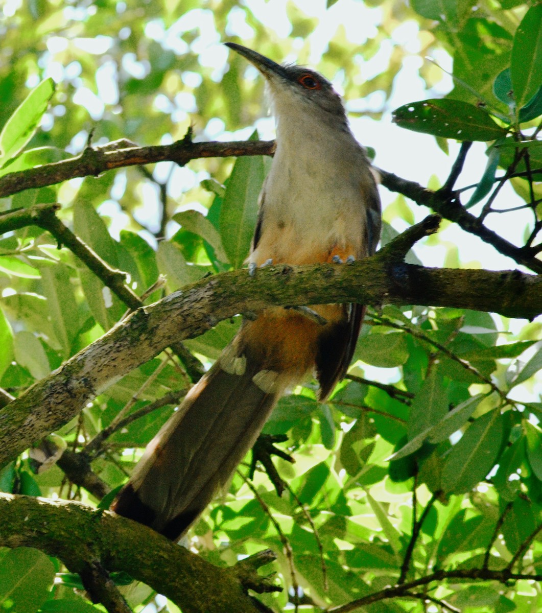 Great Lizard-Cuckoo - ML639795522