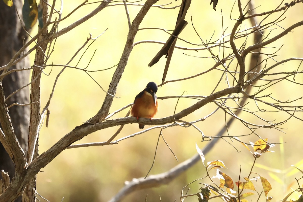 Azure Kingfisher - ML639795526