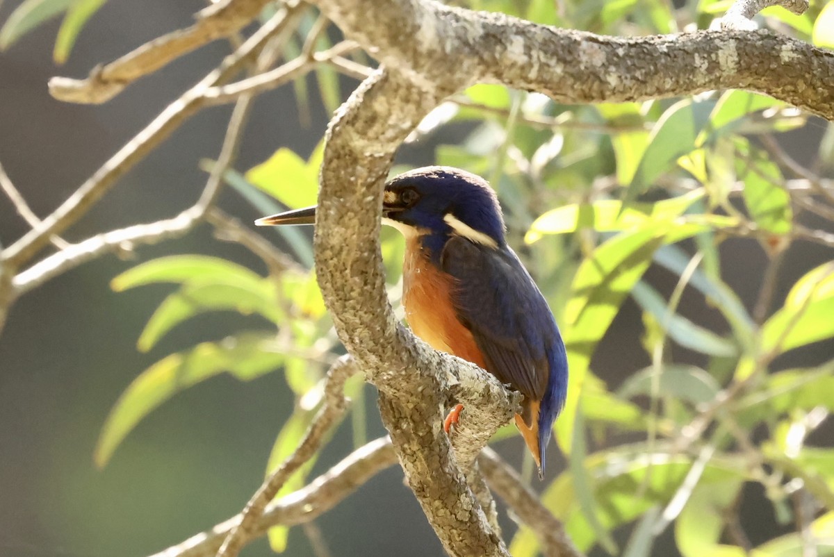 Azure Kingfisher - ML639795530