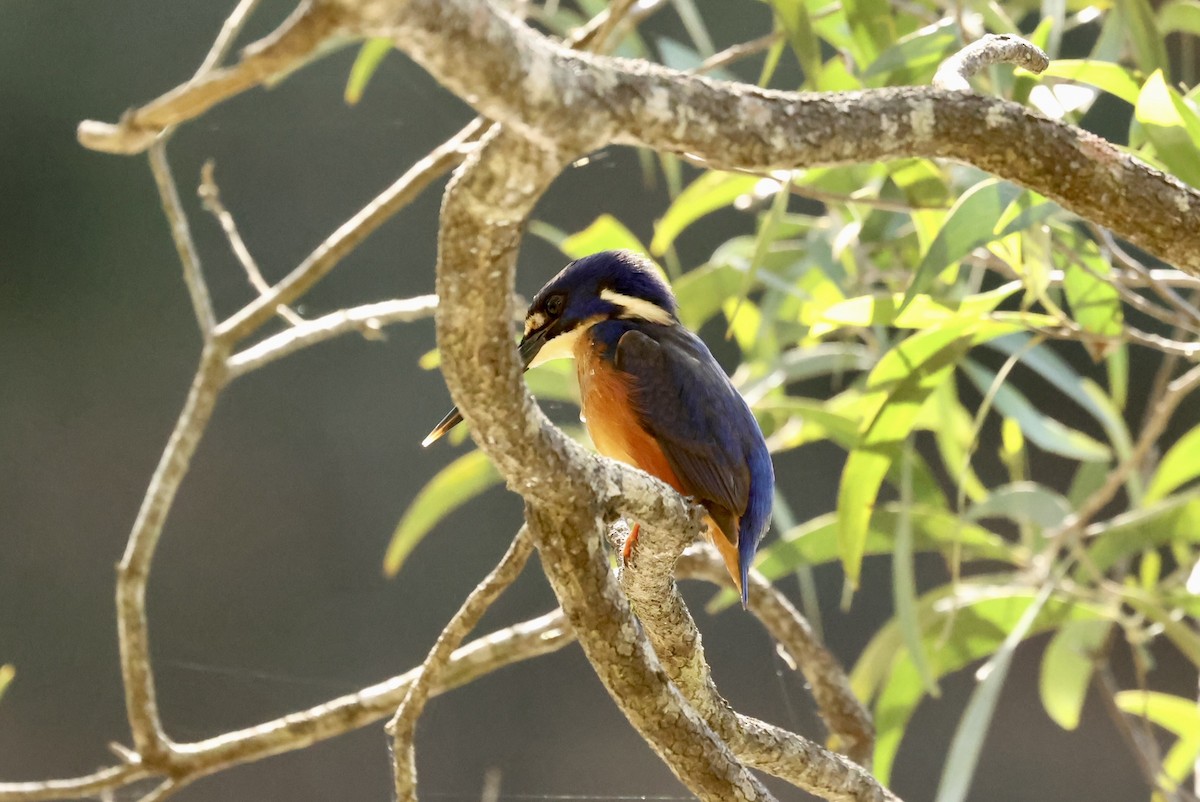Azure Kingfisher - ML639795533