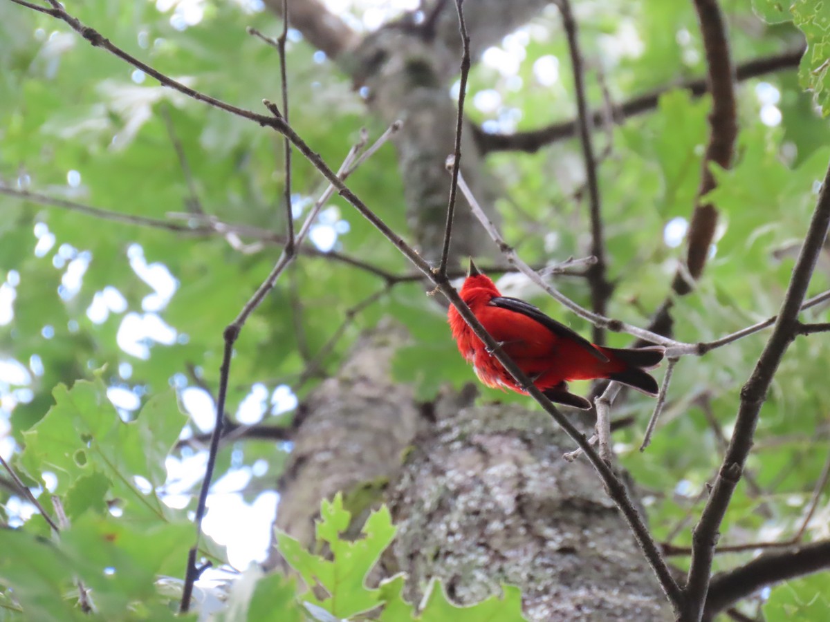 Scarlet Tanager - ML639795561